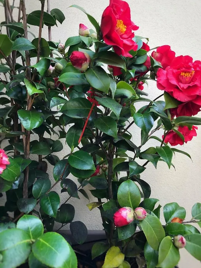 Apartmán Le Conterie Blu E Rosse Benátky Itálie